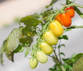 What are the health benefits of the Mediterranean diet?