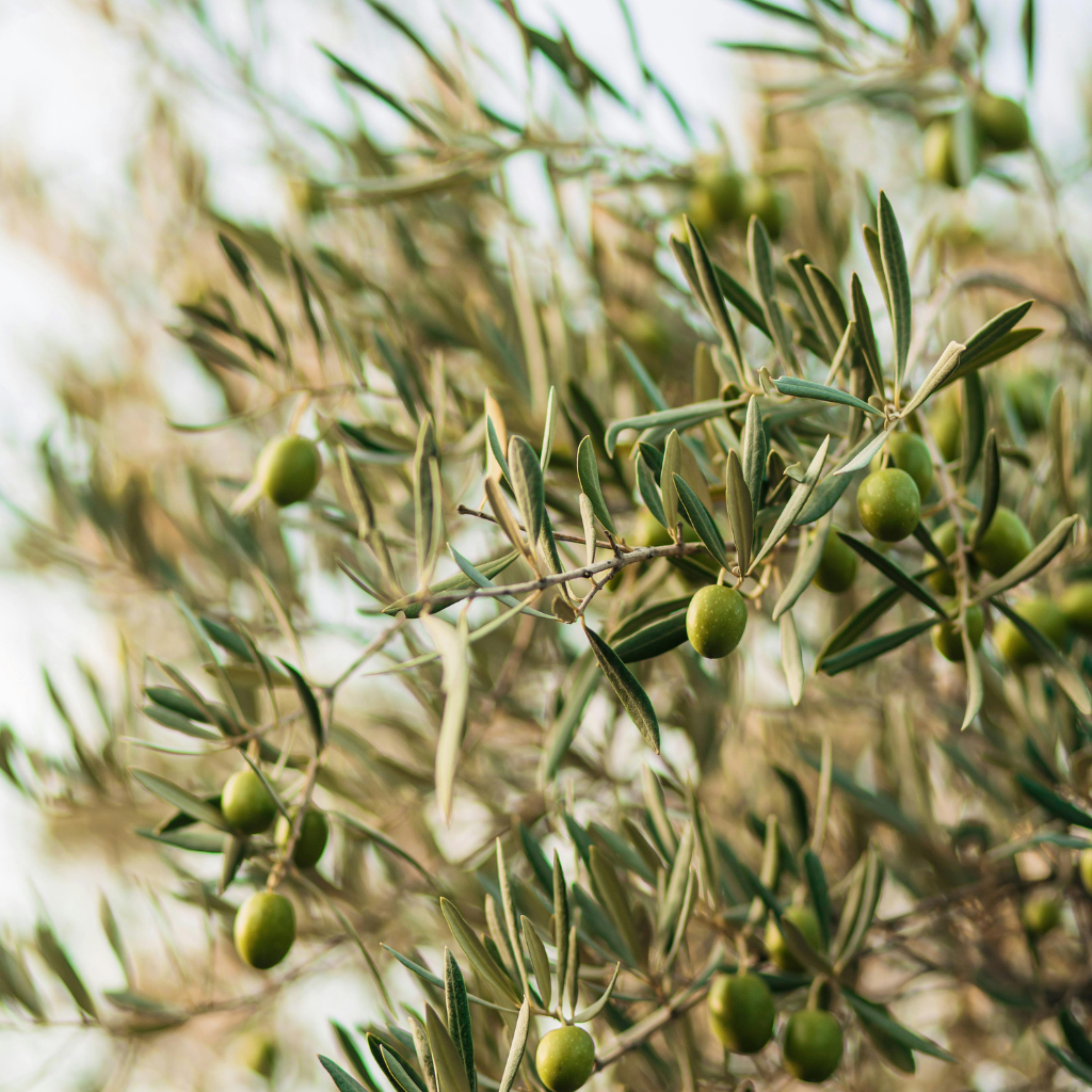 Australian Organic Olive Oil - Fruity
