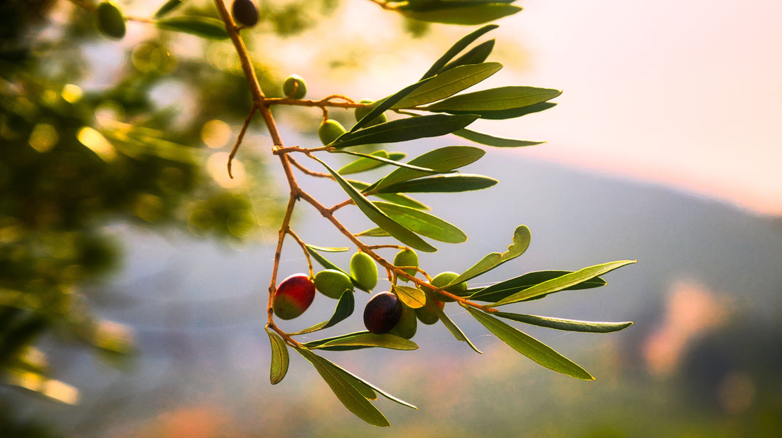 How many types of olives are there in the world?