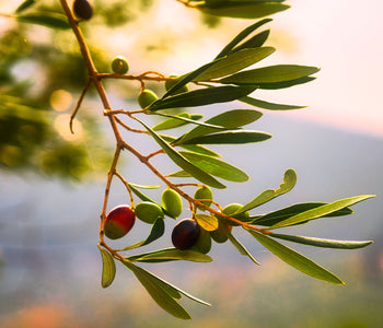 How many types of olives are there in the world?