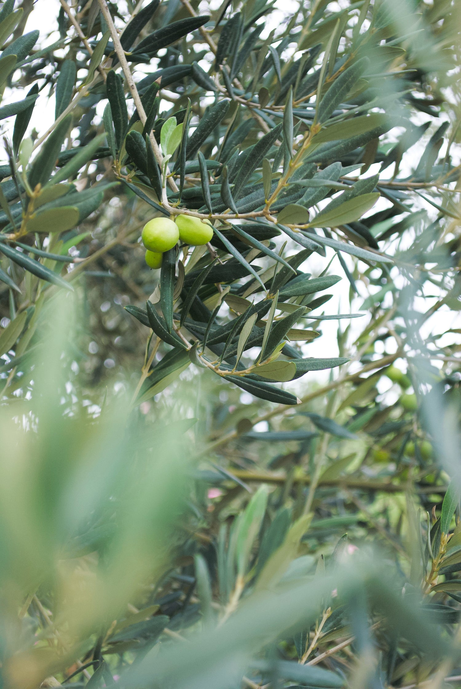 Byron Bay Olive Co. produces a wide range of Mediterranean products such as antipasti, organic olive oil