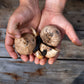 Hands holding whole black garlic bulbs and an opened bulb revealing the dark cloves