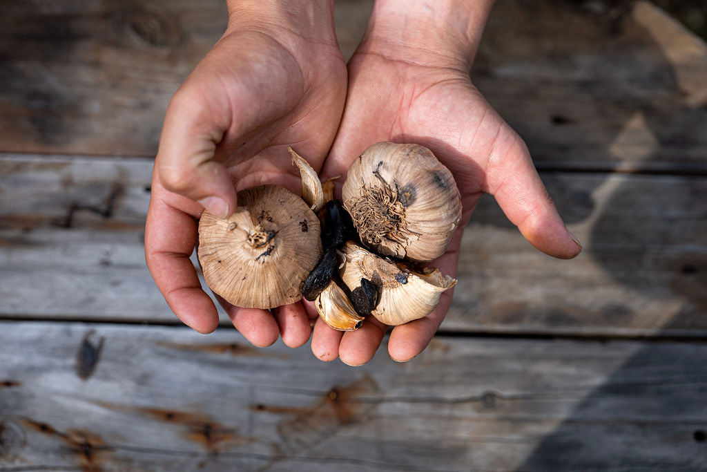 Hands holding whole black garlic bulbs and an opened bulb revealing the dark cloves